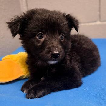 Ryder -  Border Collie Dog for Adoption in Gainesville, Texas - Ryder | PetCurious