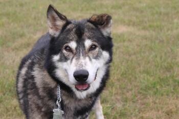Duck -  Alaskan Malamute Dog for Adoption in Ionia, Michigan - Duck | PetCurious