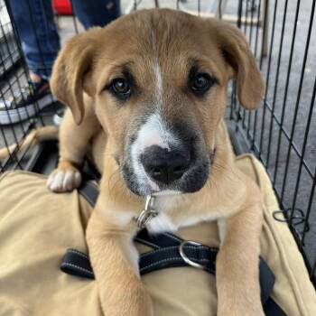 German Shepherd Dog Dogs Available for Adoption in Yukon, Oklahoma - Johnnie | PetCurious