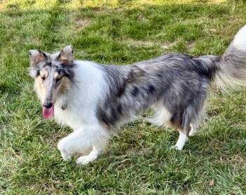 Daisy -  Collie Dog for Adoption in Omaha, Nebraska - Daisy | PetCurious