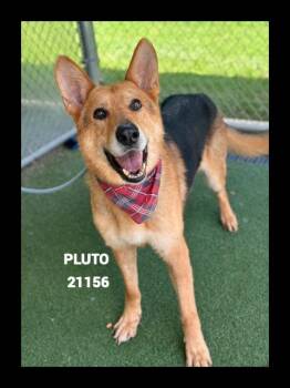 PLUTO -  German Shepherd Dog Dog for Adoption in Marietta, Georgia - PLUTO | PetCurious