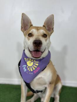 Husky and Labrador Retriever Dogs Available for Adoption - Ricky | PetCurious