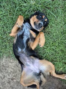 Rescue Australian Kelpie and Australian Cattle Dog Blue Heeler Dogs for Adoption in Metairie, Louisiana - Alexis (Lexi Rae) | PetCurious