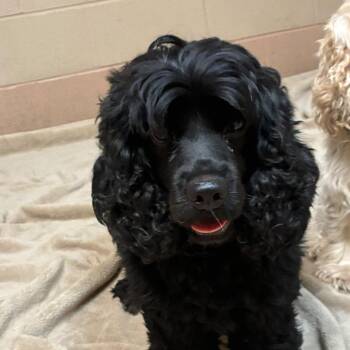 Audrey Hepburn -  Mixed Breed Dog for Adoption in Gadsden, Alabama - Audrey Hepburn | PetCurious