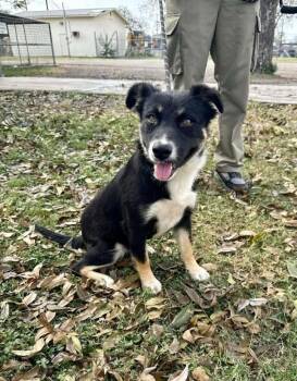 Australian Shepherd and Mixed Breed Dogs Available for Adoption - Kelly | PetCurious