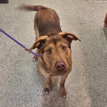 Mixed Breed Dogs Available for Adoption - Merica | PetCurious