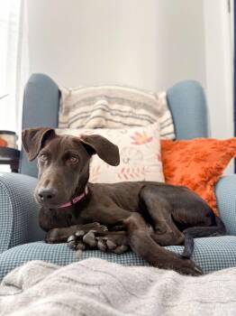 Rescue Labrador Retriever and Hound Dogs for Adoption in Fountain Hill, Pennsylvania - Bonnie | PetCurious