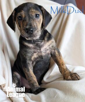 Beagle and Labrador Retriever Dogs Available for Adoption - MilkDud | PetCurious