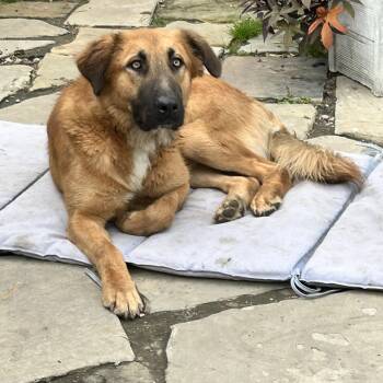 FINN -  Retriever and Shepherd Dog for Adoption in Rossford, Ohio - FINN | PetCurious