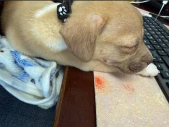 Jack Russell Terrier and Mixed Breed Dogs Available for Adoption - Mushu | PetCurious