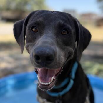 Rocky -  Blue Lacy and Weimaraner Dog for Adoption in Bulverde, Texas - Rocky | PetCurious
