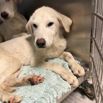 Cotton 26-08-061 -  Great Pyrenees Dog for Adoption in Bastrop, Texas - Cotton 26-08-061 | PetCurious