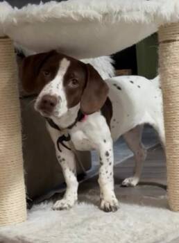 English Pointer and Dachshund Dogs Available for Adoption - Remi | PetCurious