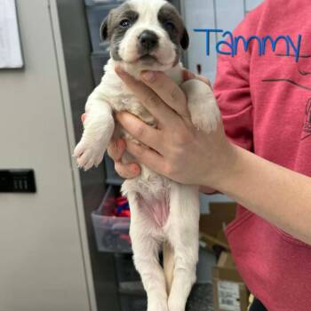 Feist and Mixed Breed Dogs Available for Adoption in Dayton, Ohio - Tammy | PetCurious
