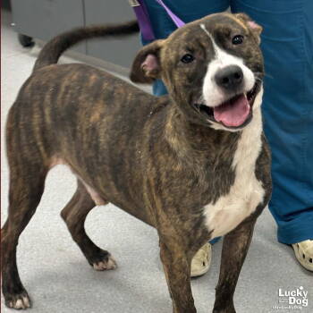 Rescue Shepherd and Terrier Dogs for Adoption in Washington, District Of Columbia - Skinner | PetCurious