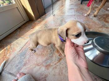 Harper - Hattie -  American Bulldog Dog for Adoption in Lakeland, Florida - Harper - Hattie | PetCurious