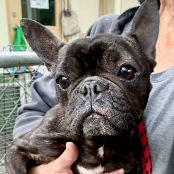French Bulldog Dogs Available for Adoption in Oakland, California - Gertie | PetCurious