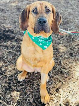 Bloodhound and Rhodesian Ridgeback Dogs Available for Adoption in Social Circle, Georgia - Amelia | PetCurious