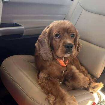 Leo -  Cocker Spaniel Dog for Adoption in East Peoria, Illinois - Leo | PetCurious