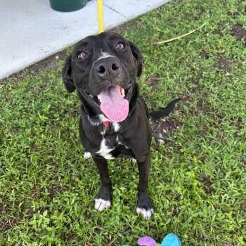 Girlie -  Mixed Breed Dog for Adoption in Bradenton, Florida - Girlie | PetCurious