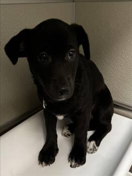 Chihuahua and Mixed Breed Dogs Available for Adoption in Tracy, California - PENGUIN | PetCurious