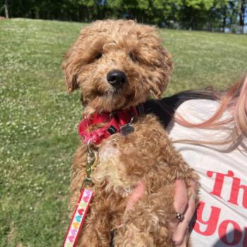 Poodle Dogs Available for Adoption in Nashville, Tennessee - Howdy | PetCurious