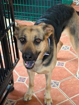 Nova 2 -  German Shepherd Dog Dog for Adoption in Greeneville, Tennessee - Nova 2 | PetCurious
