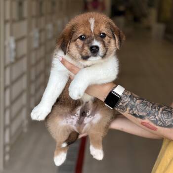 Shepherd Dogs Available for Adoption - Baron | PetCurious