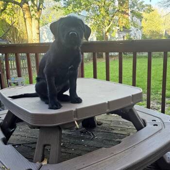 Spiffy - Foster -  Mixed Breed Dog Available for Adoption in Walker, Michigan - Spiffy - Foster | PetCurious