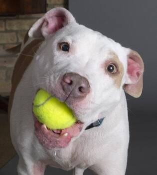 Hank -  Pit Bull Terrier Dog Available for Adoption in Chicago, Illinois - Hank | PetCurious