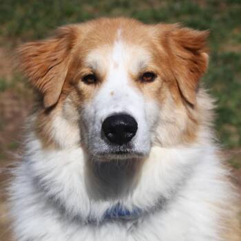 Great Pyrenees and Border Collie Dogs Available for Adoption in Hayward, Wisconsin - Charlie | PetCurious