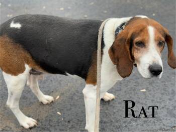 Rescue Beagle Dogs for Adoption in Craig, Colorado - Rat | PetCurious