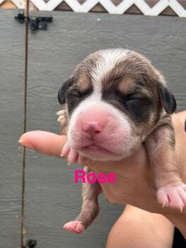 American Staffordshire Terrier Dogs Available for Adoption - Lilly