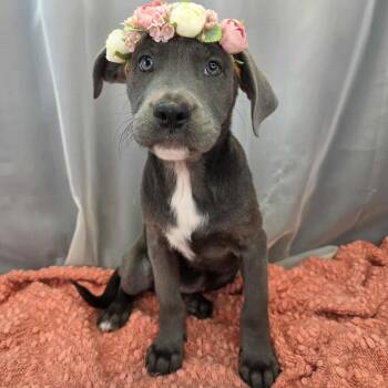 Cane Corso Dogs Available for Adoption in Foley, Alabama - Hallie | PetCurious