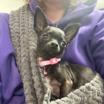 Chihuahua Dogs Available for Adoption in Richmond, Virginia - Chica | PetCurious
