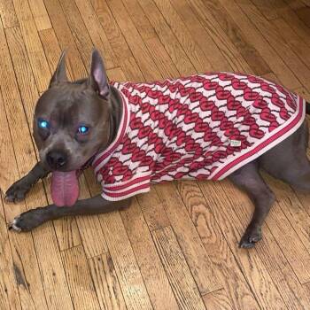 American Bulldog Dogs Available for Adoption in South Elgin, Illinois - Blue Sapphire Santiago - Home To Home | PetCurious