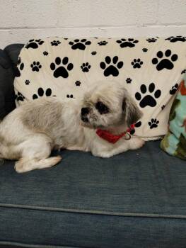 Shih Tzu Dogs Available for Adoption in York, South Carolina - Sophie | PetCurious