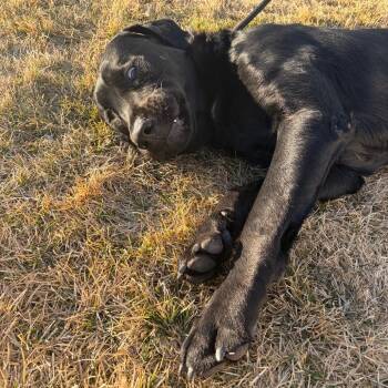 Black Labrador Retriever and Mixed Breed Dogs Available for Adoption in Spokane, Washington - Rocky | PetCurious