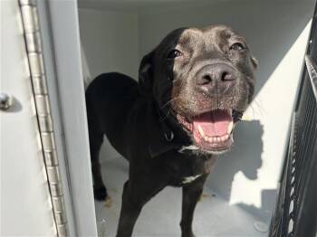 Rescue American Staffordshire Terrier and Mixed Breed Dogs for Adoption in Houston, Texas - A645149 | PetCurious