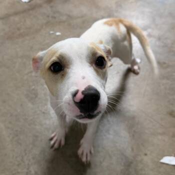 Libby -  Labrador Retriever and Mixed Breed Dog for Adoption in Tampa, Florida - Libby | PetCurious