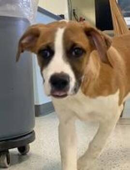 Rescue Shepherd Dogs for Adoption in Glasgow, Kentucky - Trace | PetCurious