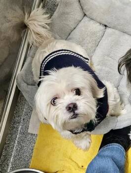 Bichon Frise and Shih Tzu Dogs Available for Adoption - Charlie (with Maisy) | PetCurious