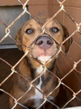 Tottie -  Shepherd Dog for Adoption in Gautier, Mississippi - Tottie | PetCurious