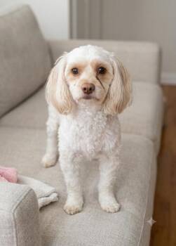 Olly -  Maltese and Poodle Dog for Adoption in Wilkesboro, North Carolina - Olly | PetCurious
