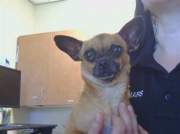 Chihuahua Dogs Available for Adoption in Sacramento, California - KARMA | PetCurious