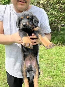 Mixed Breed Dogs Available for Adoption in Dallas, Texas - JAY | PetCurious