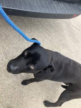 Mixed Breed Dogs Available for Adoption in Dallas, Texas - CHIPPER | PetCurious