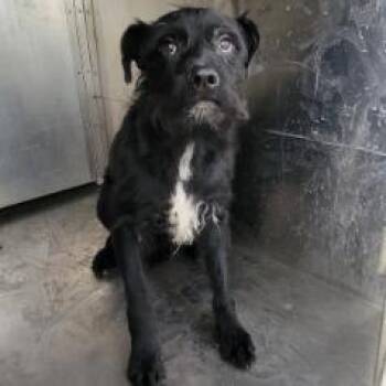 Juan -  Schnauzer and Mixed Breed Dog for Adoption in Madison, Wisconsin - Juan | PetCurious