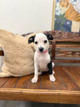 Grand Slam Baseball -  Chihuahua and Terrier Dog for Adoption in Friendswood, Texas - Grand Slam Baseball | PetCurious