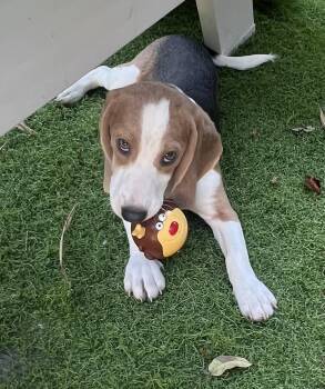 Rescue Beagle Dogs for Adoption in Miromar Lakes, Florida - Odie | PetCurious